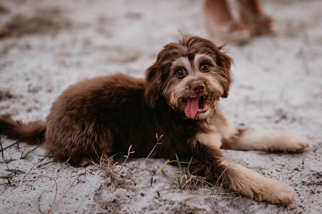 Dog with tongue out laying on the sand